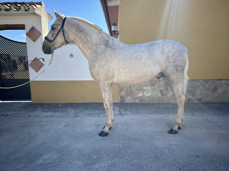 PRE Semental 3 años 163 cm Palomino in Valderrubio