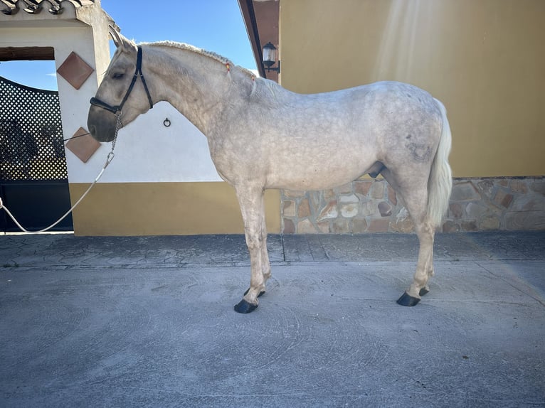 PRE Semental 3 años 163 cm Palomino in Valderrubio