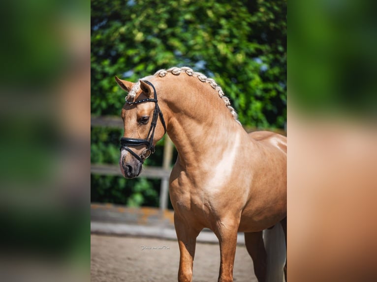 PRE Semental 3 años 163 cm Palomino in Poeldijk