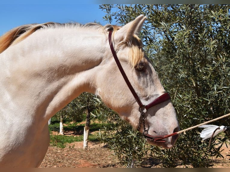 PRE Semental 3 años 163 cm Perla in Provinz Malaga