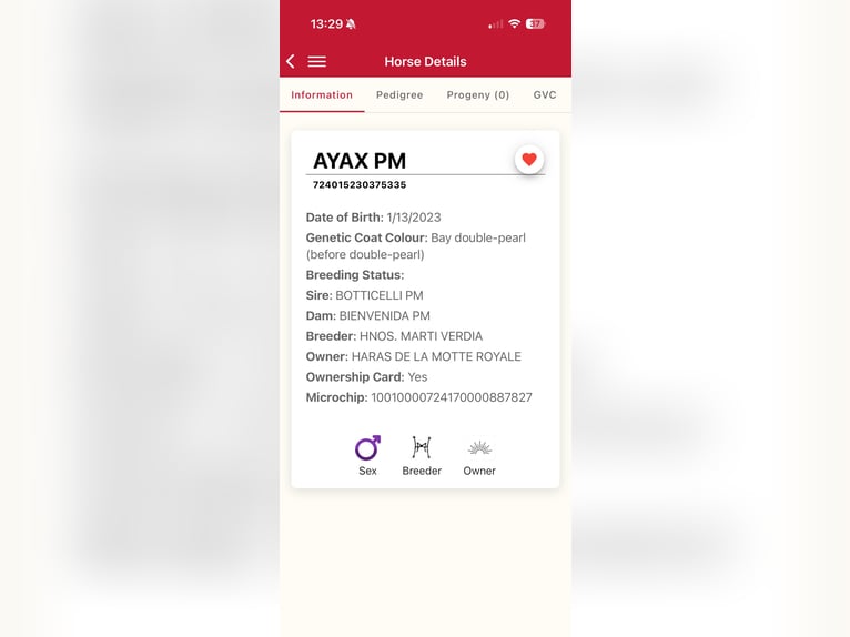 PRE Mestizo Semental 3 años 163 cm Perla in Zaffelare