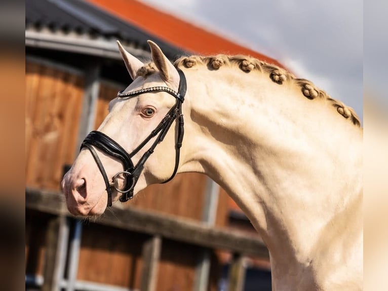 PRE Mestizo Semental 3 años 163 cm Perlino in Poeldijk