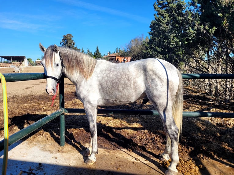 PRE Semental 3 años 163 cm Tordo in Jerez de la Frontera