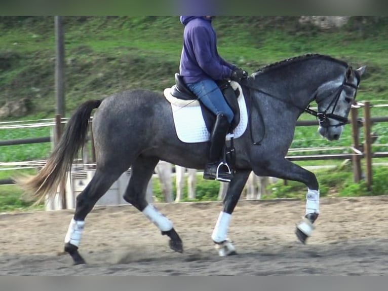 PRE Mestizo Semental 3 años 163 cm Tordo in Barcelona