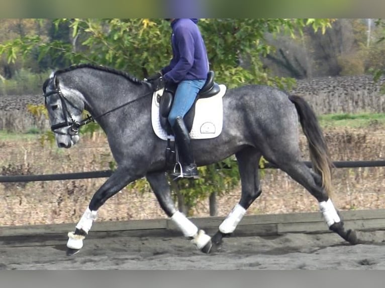 PRE Mestizo Semental 3 años 163 cm Tordo in Barcelona