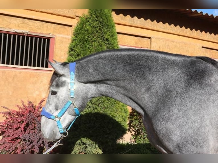 PRE Mestizo Semental 3 años 163 cm Tordo in Barcelona