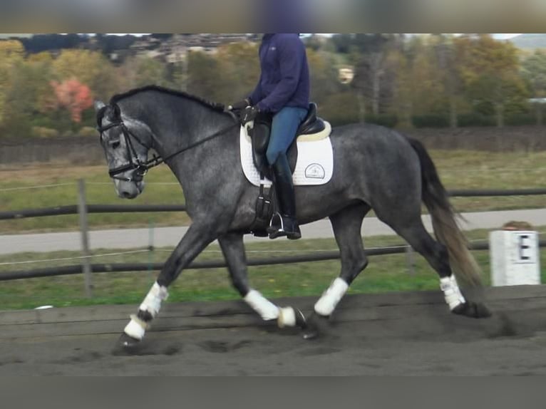 PRE Mestizo Semental 3 años 163 cm Tordo in Barcelona