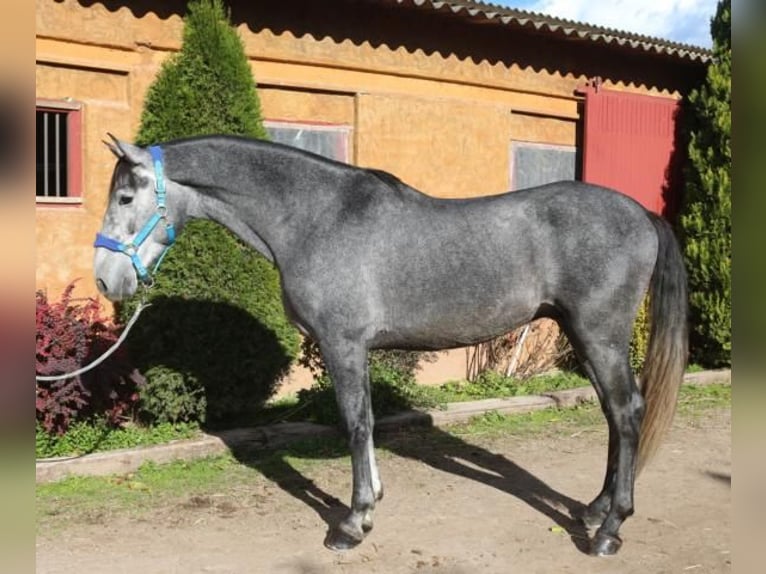 PRE Mestizo Semental 3 años 163 cm Tordo in Barcelona