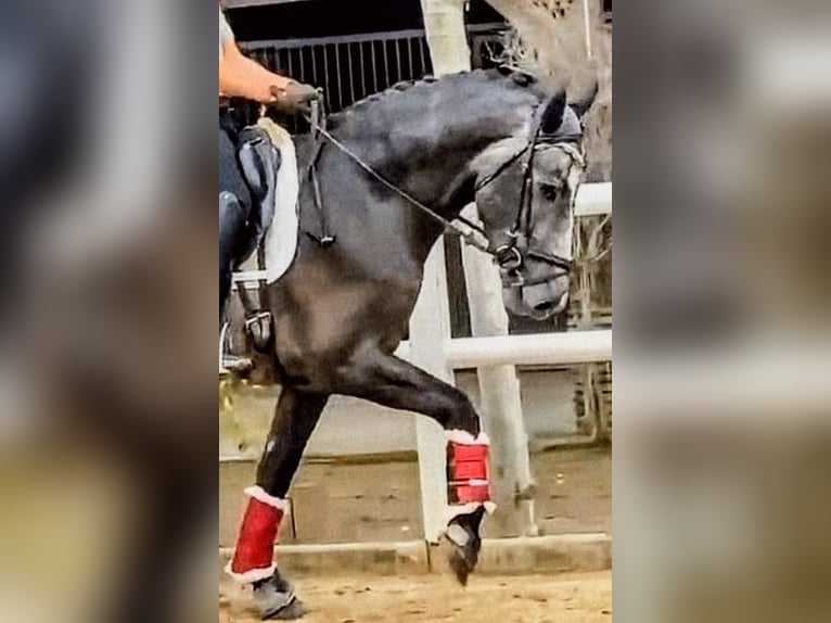PRE Mestizo Semental 3 años 163 cm Tordo rodado in Sevilla