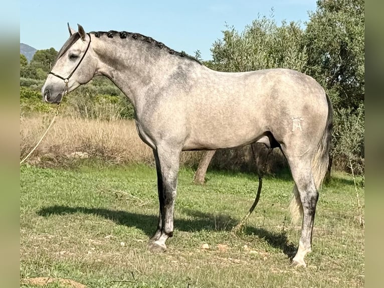 PRE Semental 3 años 163 cm Tordo rodado in Betera