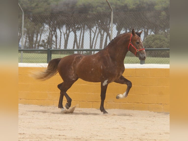 PRE Mestizo Semental 3 años 163 cm Tordo ruano in Hamburg