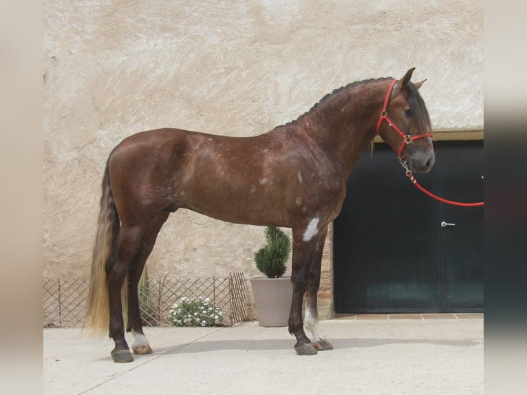 PRE Mestizo Semental 3 años 163 cm Tordo ruano in Hamburg
