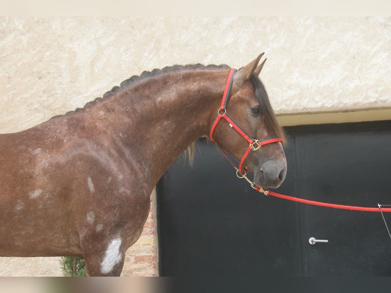 PRE Mestizo Semental 3 años 163 cm Tordo ruano in Hamburg