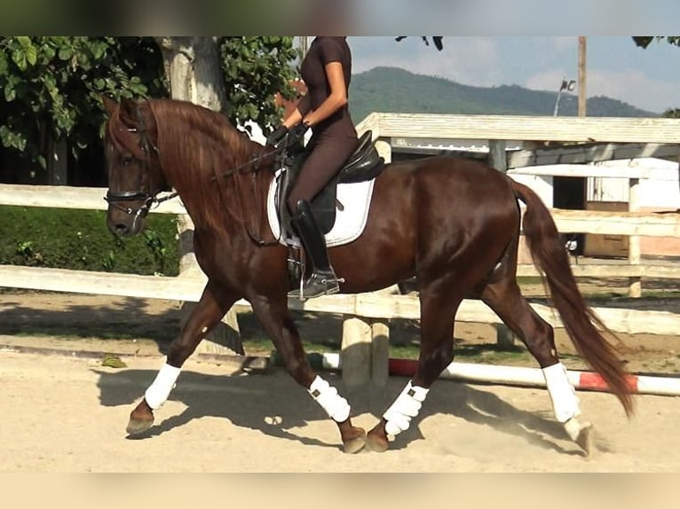 PRE Mestizo Semental 3 años 164 cm Alazán in Barcelona