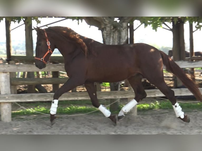 PRE Mestizo Semental 3 años 164 cm Alazán in Barcelona