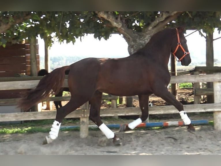 PRE Mestizo Semental 3 años 164 cm Alazán in Barcelona