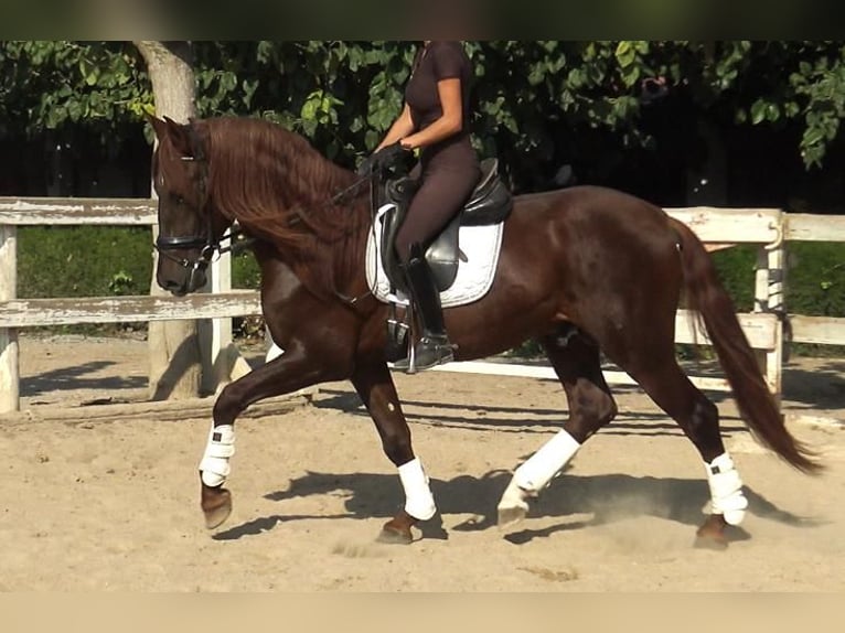 PRE Mestizo Semental 3 años 164 cm Alazán in Barcelona