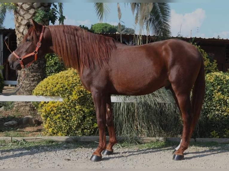 PRE Mestizo Semental 3 años 164 cm Alazán in Barcelona