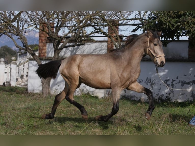 PRE Mestizo Semental 3 años 164 cm Buckskin/Bayo in Olvan