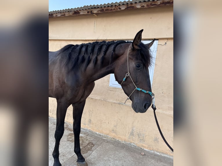 PRE Semental 3 años 164 cm Castaño in Montilla