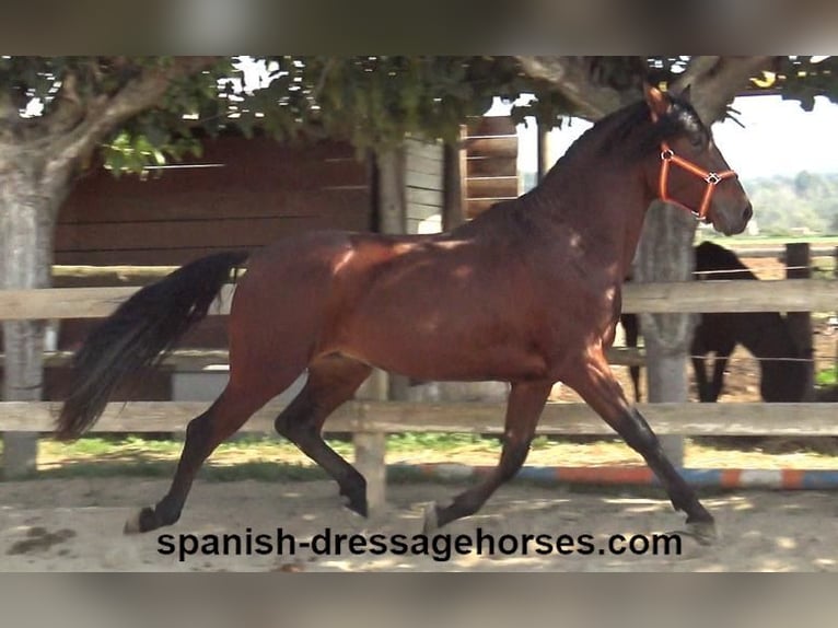 PRE Mestizo Semental 3 años 164 cm Castaño in Barcelona