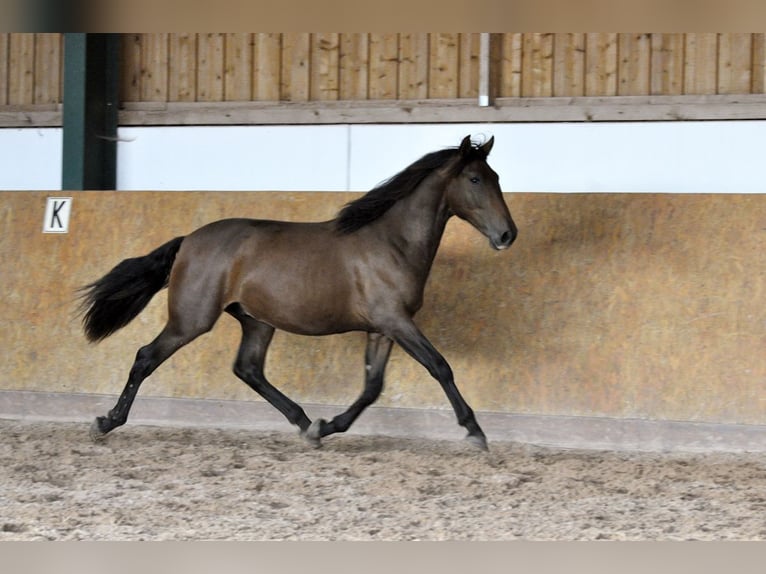 PRE Semental 3 años 164 cm Castaño in Waldhölzbach