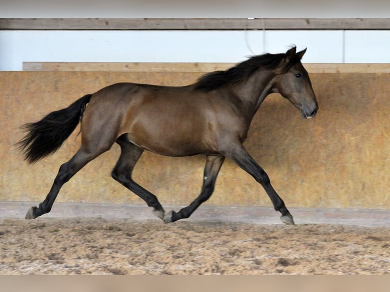 PRE Semental 3 años 164 cm Castaño in Waldhölzbach