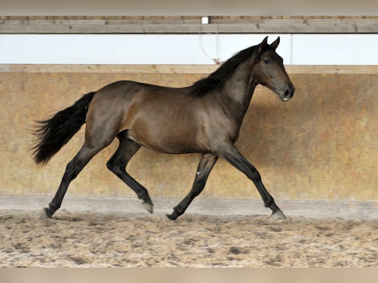 PRE Semental 3 años 164 cm Castaño in Waldhölzbach