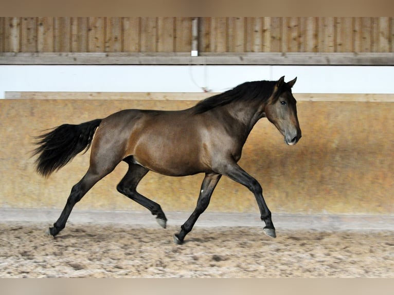 PRE Semental 3 años 164 cm Castaño in Waldhölzbach