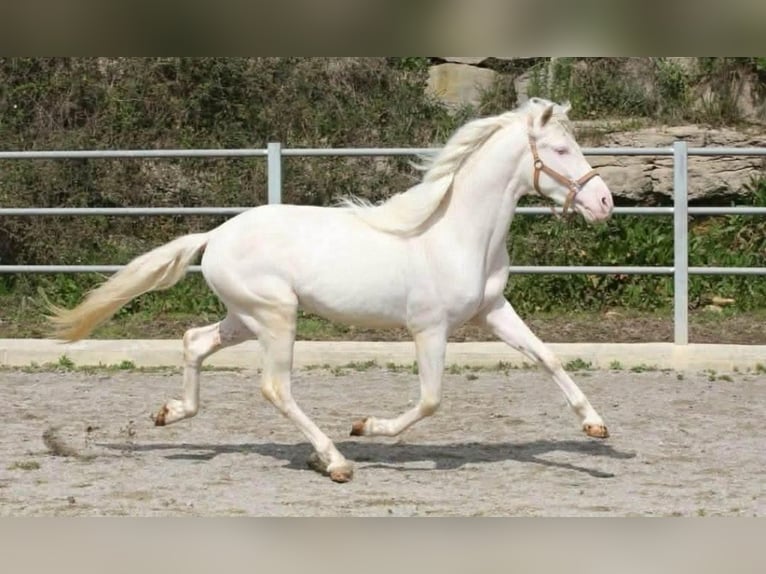 PRE Semental 3 años 164 cm Cremello in Colonia Rosal, La (Berga)