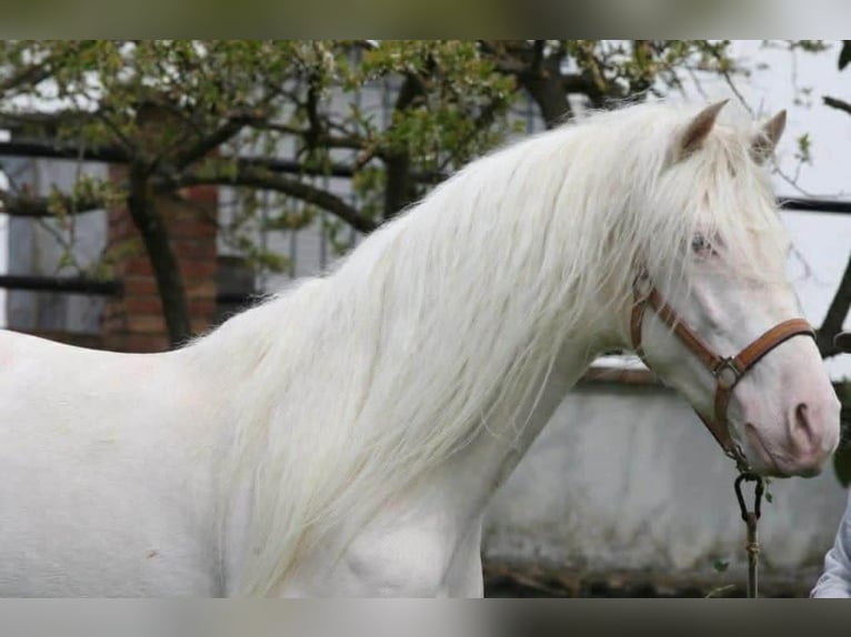 PRE Semental 3 años 164 cm Cremello in Colonia Rosal, La (Berga)