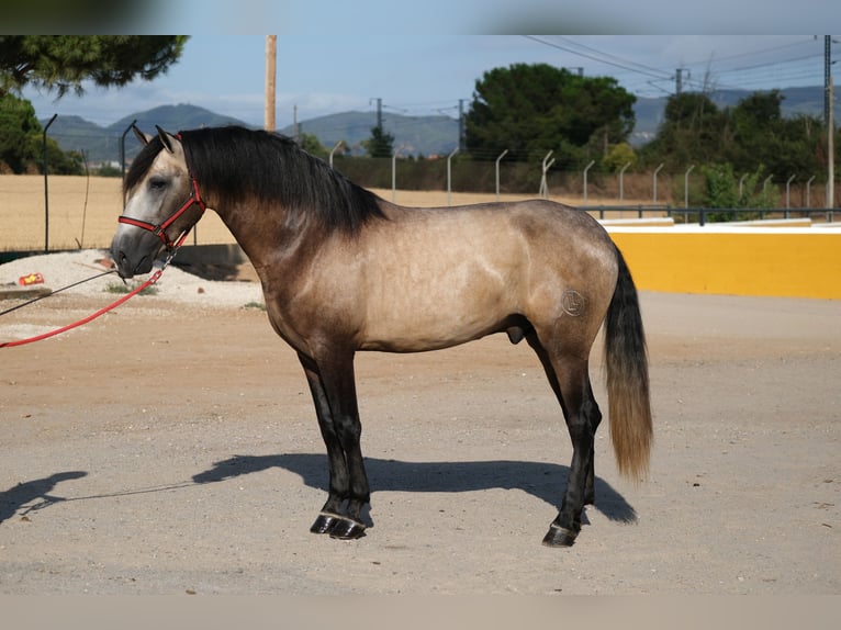 PRE Mestizo Semental 3 años 164 cm Musgo in Hamburg