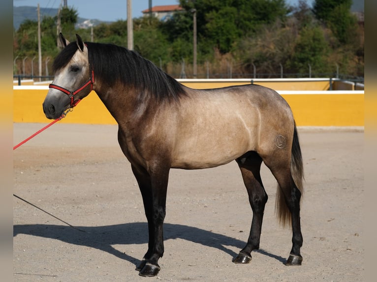 PRE Mestizo Semental 3 años 164 cm Musgo in Hamburg