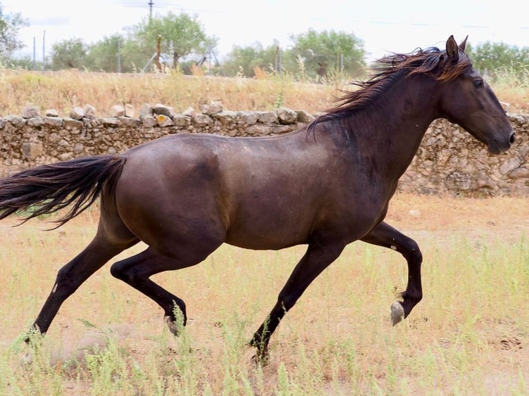 PRE Mestizo Semental 3 años 164 cm Negro in Navas Del Madroño