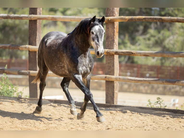 PRE Mestizo Semental 3 años 164 cm Tordillo negro in Kerben