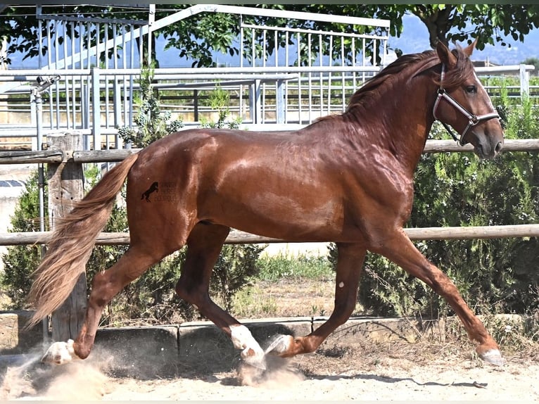 PRE Mestizo Semental 3 años 165 cm Alazán in Mallorca
