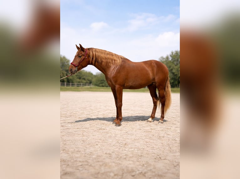 PRE Semental 3 años 165 cm Alazán-tostado in Sant Genis De Palafolls