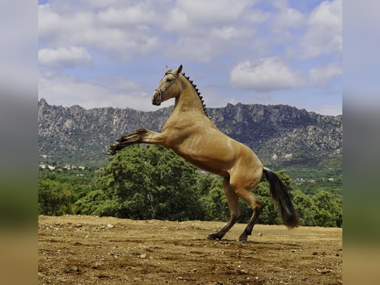 PRE Semental 3 años 165 cm Buckskin/Bayo in La Cabrera