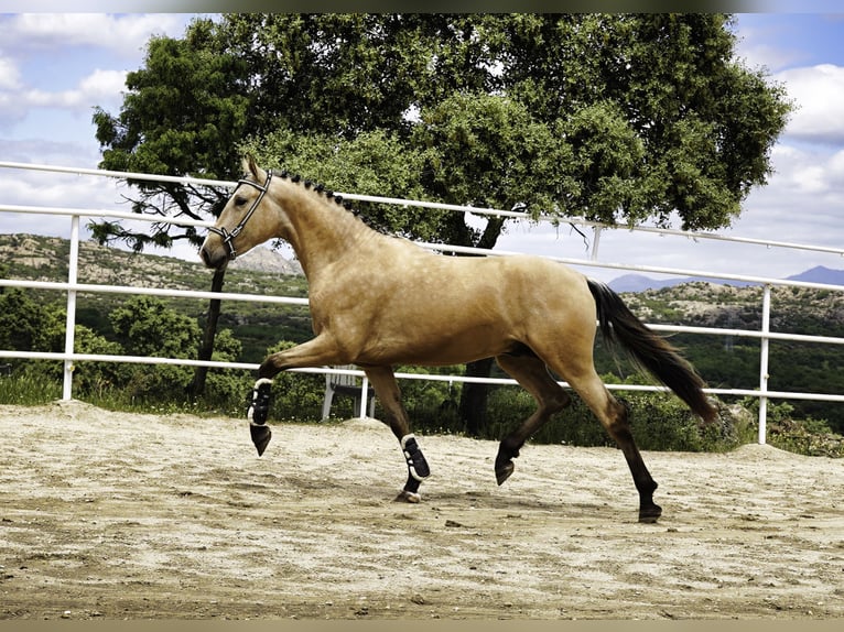 PRE Semental 3 años 165 cm Buckskin/Bayo in La Cabrera