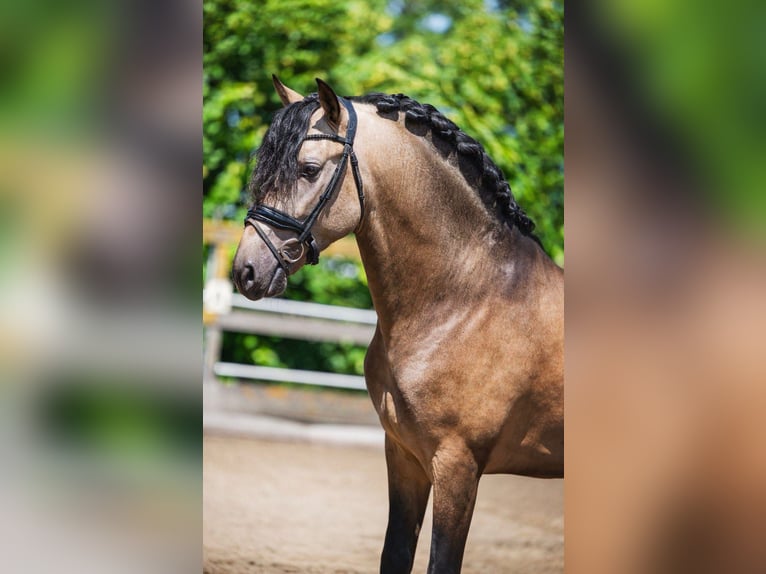 PRE Mestizo Semental 3 años 165 cm Buckskin/Bayo in Poeldijk