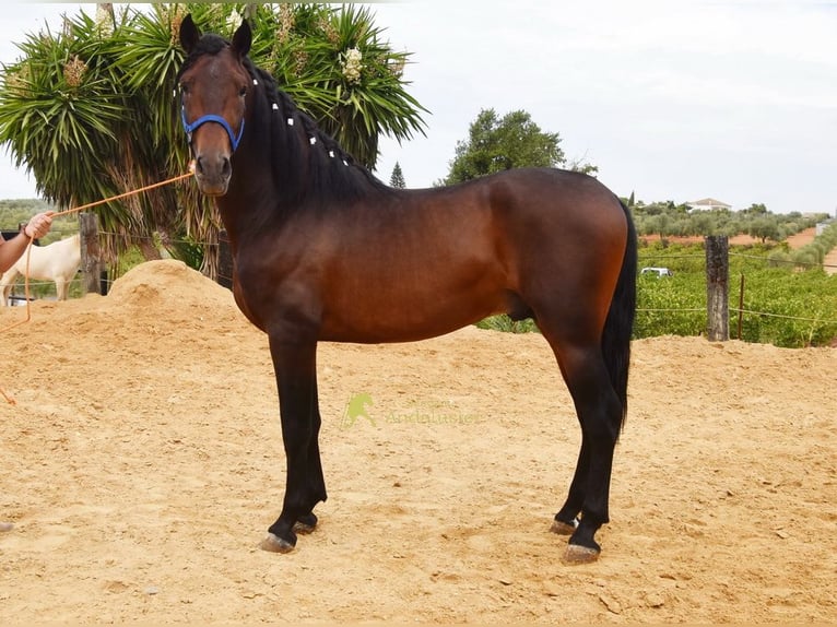PRE Semental 3 años 165 cm Castaño in Provinz Cordoba