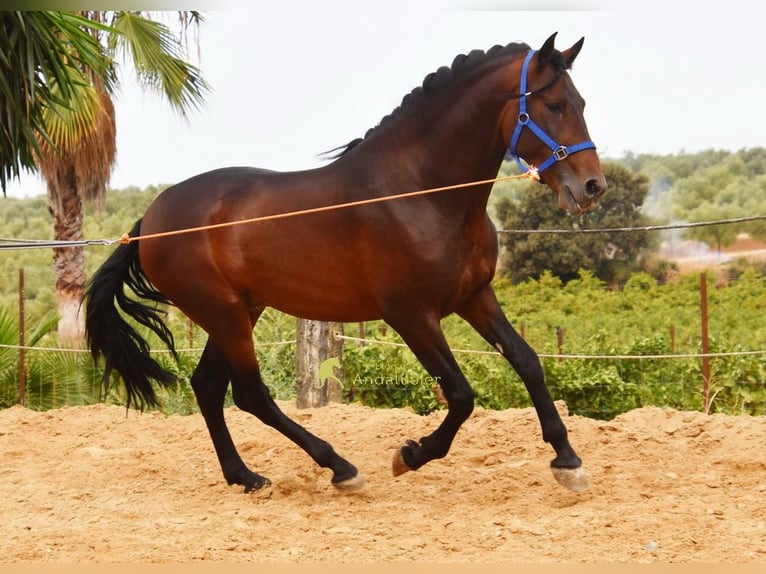 PRE Semental 3 años 165 cm Castaño in Provinz Cordoba