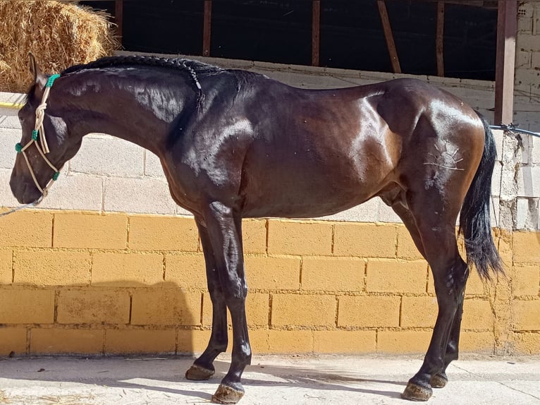 PRE Mestizo Semental 3 años 165 cm Castaño oscuro in Esperanza, La (Loja)