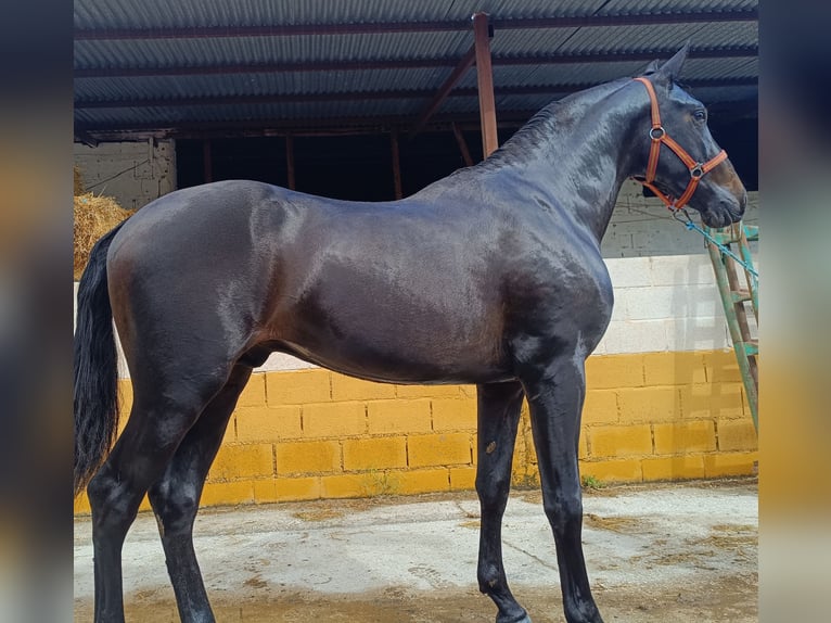 PRE Mestizo Semental 3 años 165 cm Castaño oscuro in Esperanza, La (Loja)