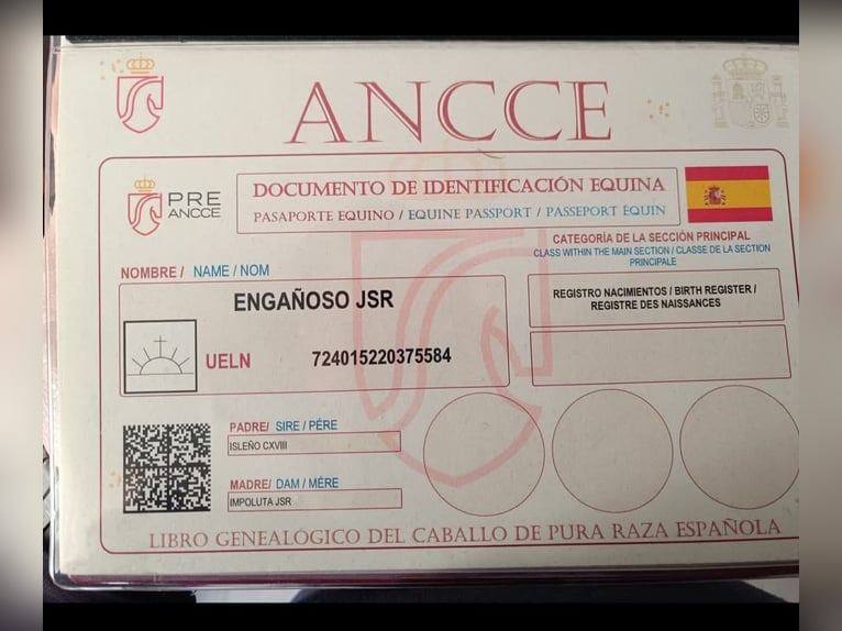 PRE Mestizo Semental 3 años 165 cm Castaño oscuro in Esperanza, La (Loja)