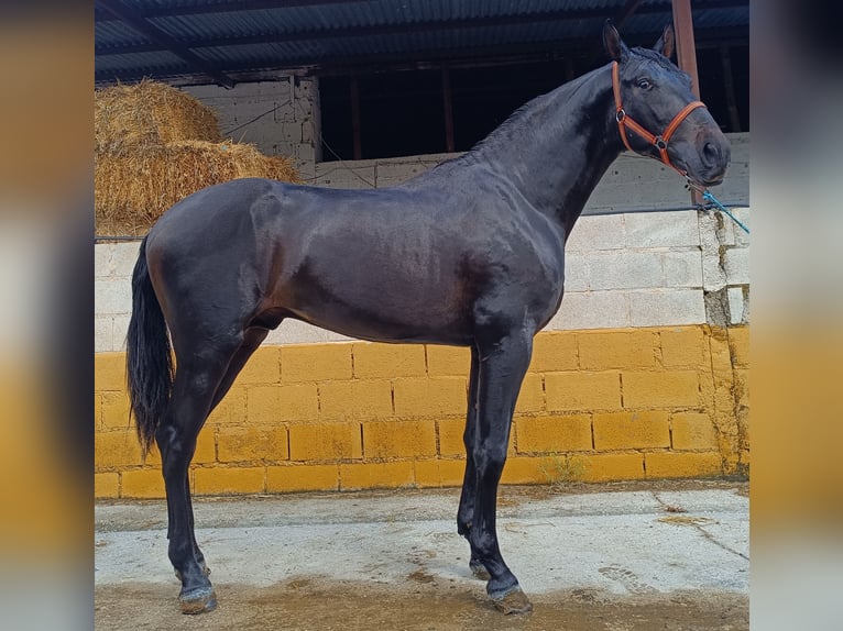 PRE Mestizo Semental 3 años 165 cm Castaño oscuro in Esperanza, La (Loja)