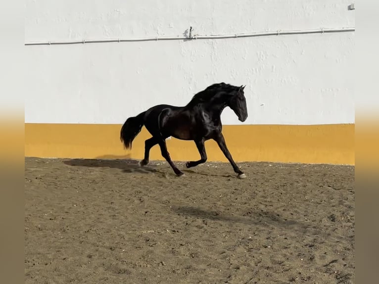 PRE Mestizo Semental 3 años 165 cm Negro in Albacete