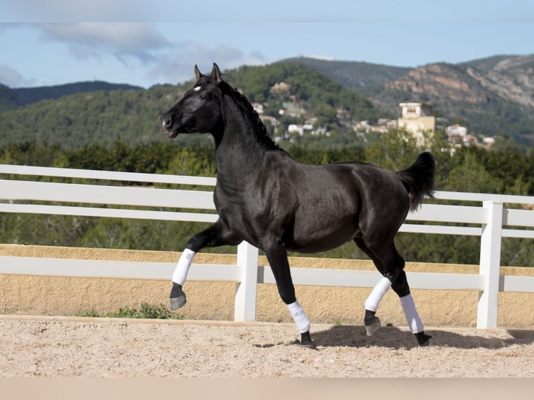 PRE Mestizo Semental 3 años 165 cm Negro in Naquera