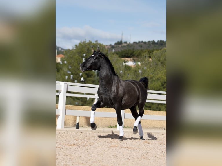 PRE Mestizo Semental 3 años 165 cm Negro in Naquera