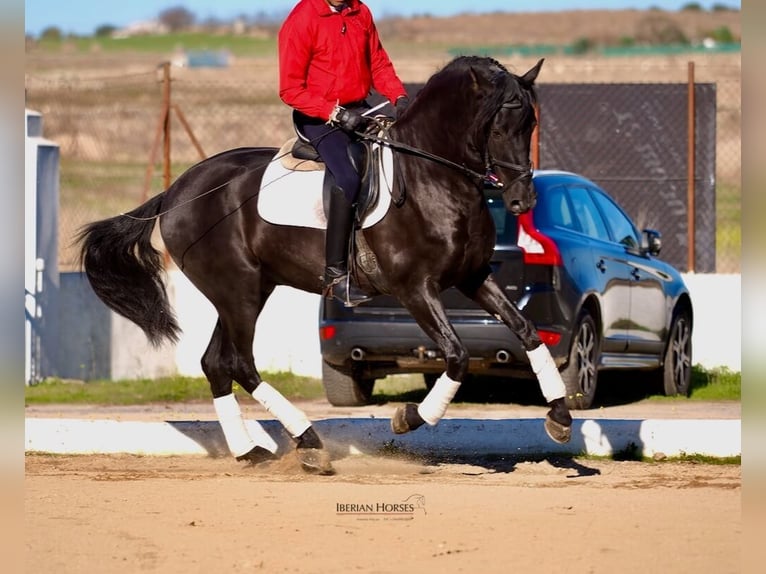 PRE Mestizo Semental 3 años 165 cm Negro in Navas Del Madro&#xF1;o